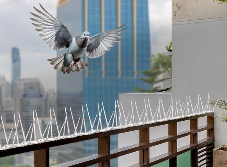 Pigeon Spikes