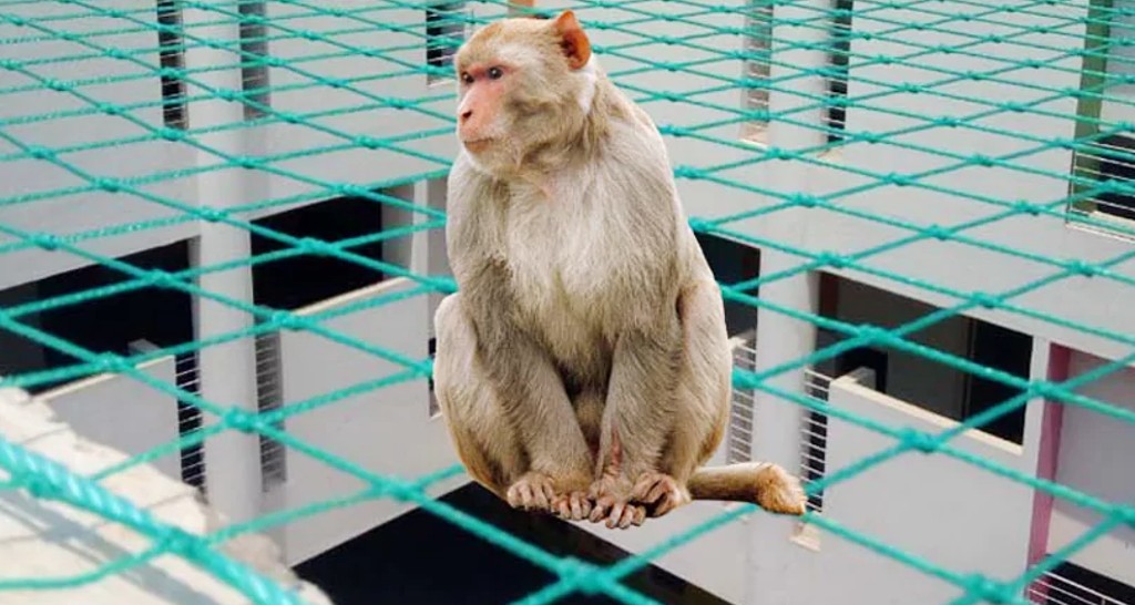 Monkey Nets