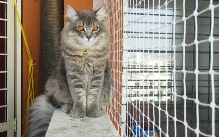 Pets Safety Nets